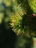 Ricinus communis