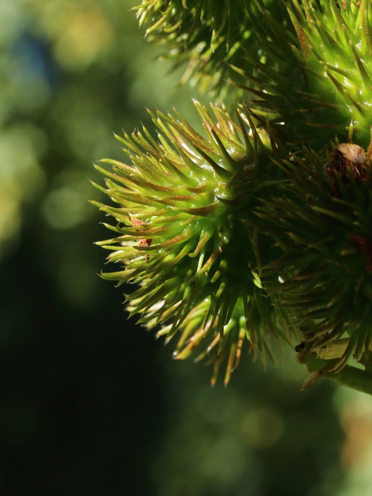 Image of Ricinus communis specimen.