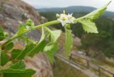 Solanum villosum