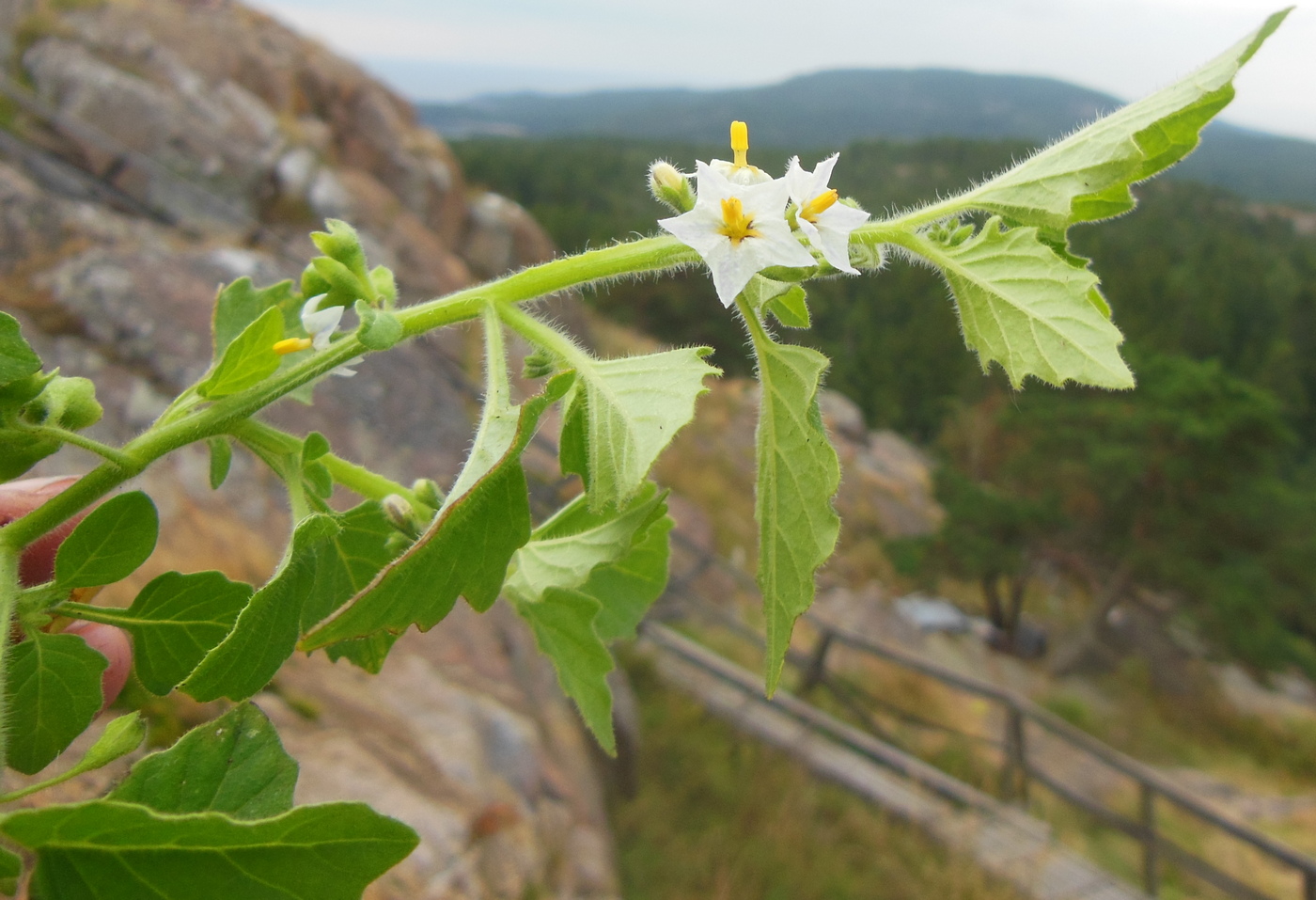 Изображение особи Solanum villosum.