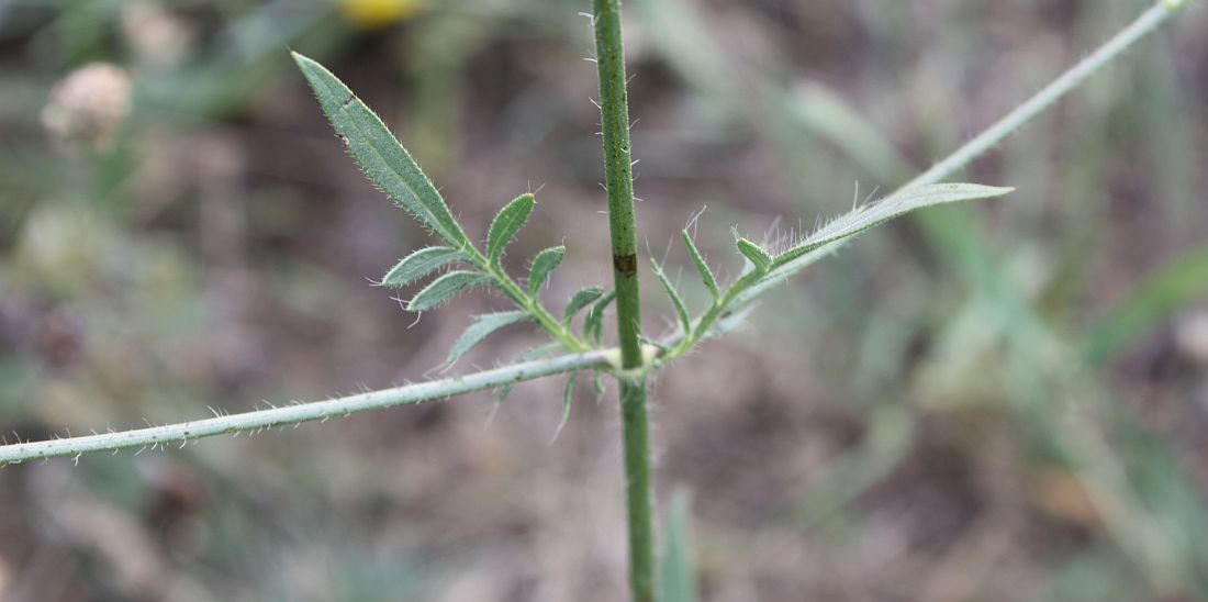 Изображение особи Cephalaria transsylvanica.