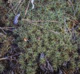 Polytrichum juniperinum