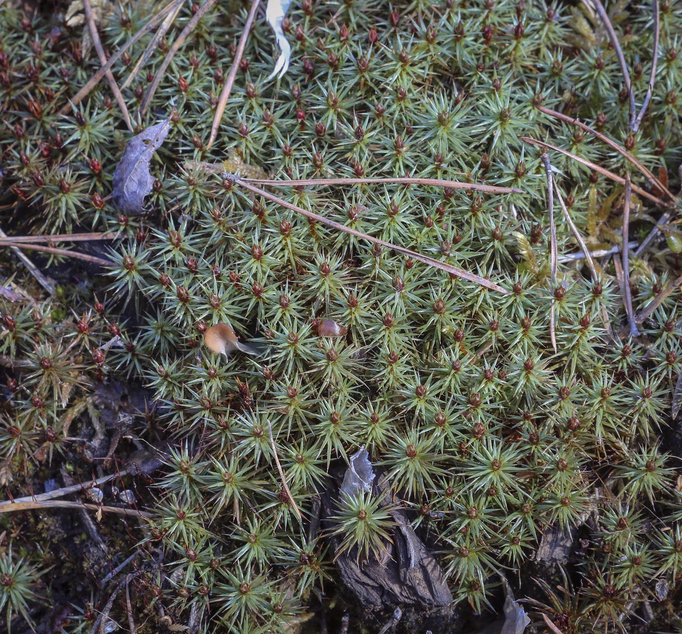 Изображение особи Polytrichum juniperinum.