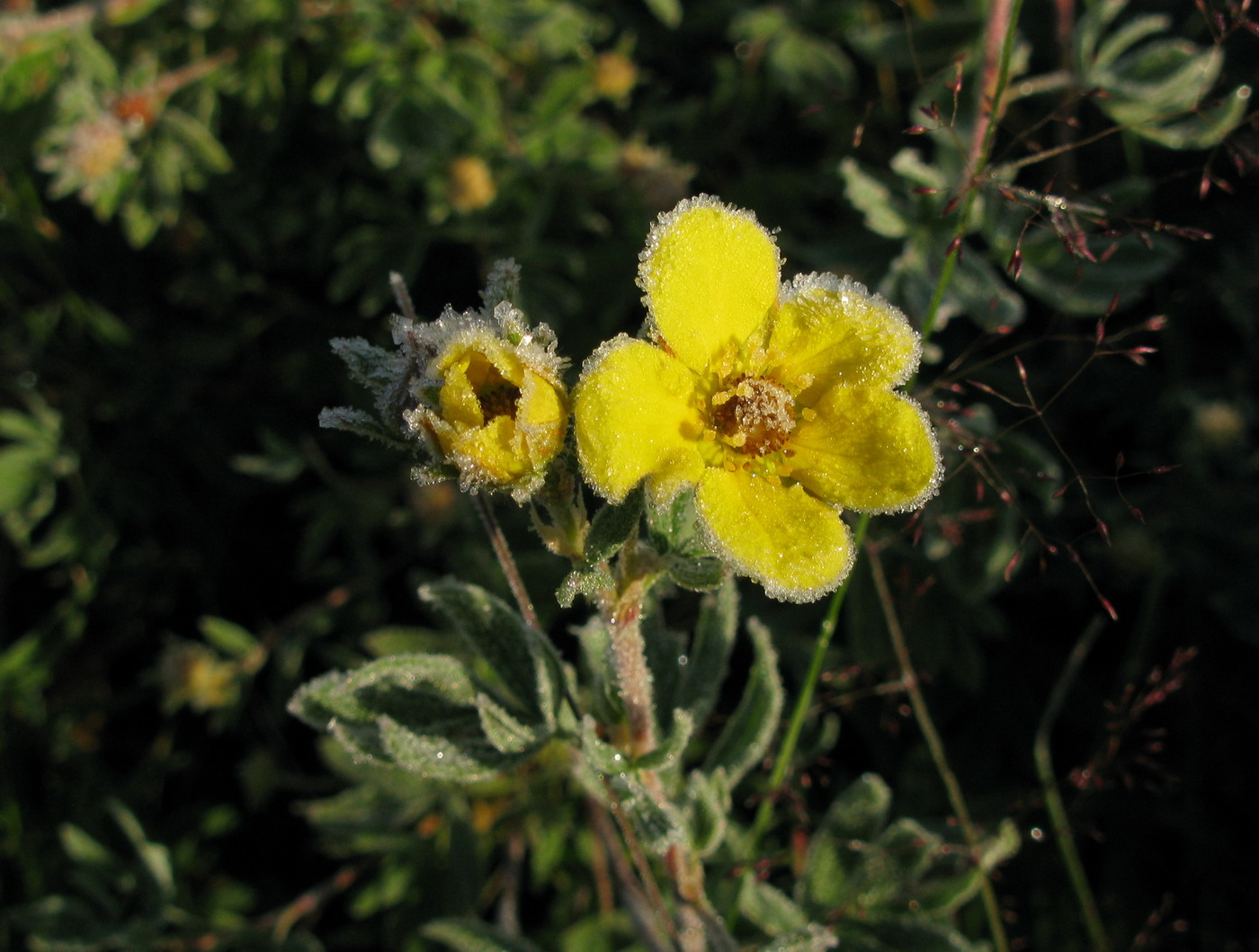 Image of Dasiphora fruticosa specimen.