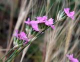 Dianthus polymorphus. Верхушка цветущего растения. Краснодарский край, м/о Анапа, пос. Витязево, ул. Скифская, зарастающая низина у подножия дюны. 16.06.2021.