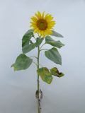 Helianthus annuus