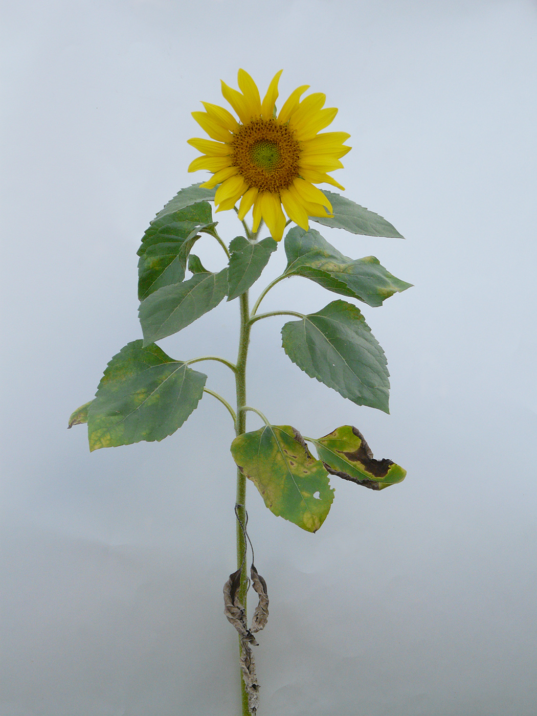 Image of Helianthus annuus specimen.