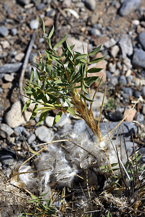 Изображение особи Astragalus pterocephalus.