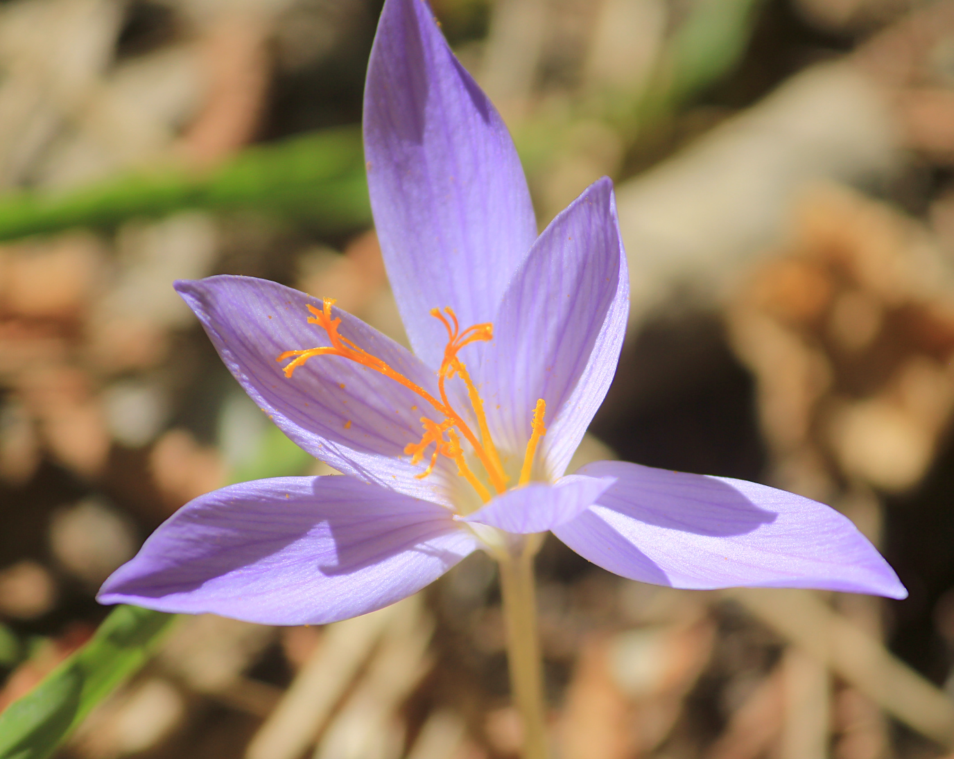 Изображение особи Crocus speciosus.