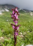 Orchis spitzelii. Соцветие с цветками и завязью (внизу). Адыгея, Фишт-Оштеновский массив, Гузерипльский перевал, ≈ 1900 м н.у.м., субальпийский луг. 28.06.2023.