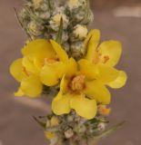 Verbascum gnaphalodes