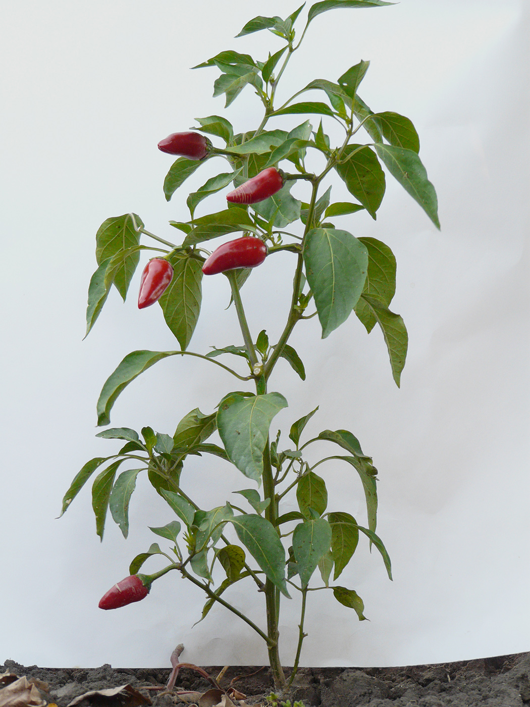 Изображение особи Capsicum annuum.