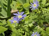 Anemone caucasica