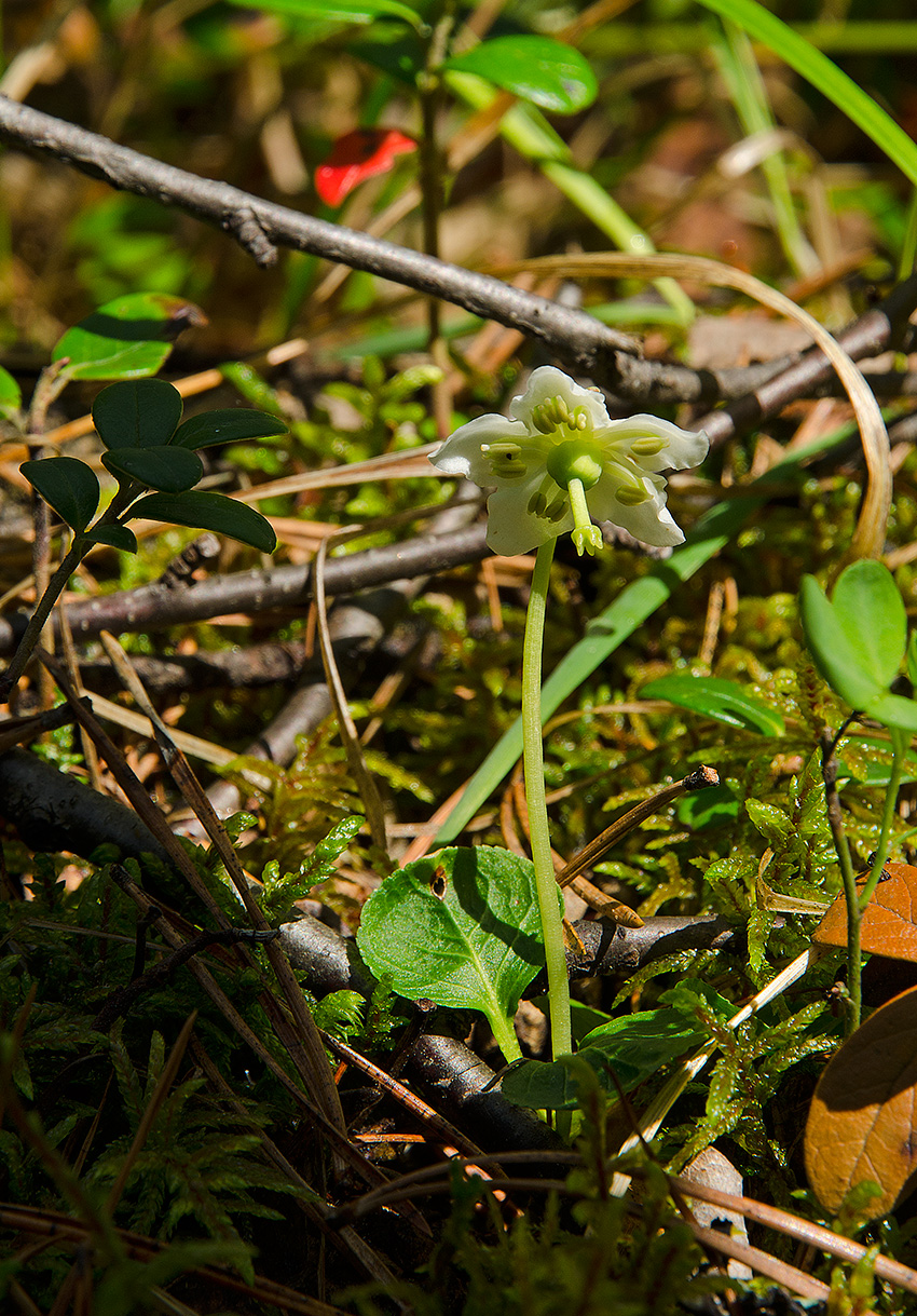 Image of Moneses uniflora specimen.