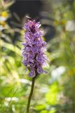 Dactylorhiza psychrophila. Соцветие с кормящейся мухой и комариком. Мурманская обл., Кольский р-н; окраина мелколиственного леса, обочина старой заброшенной дороги. 11.07.2023.