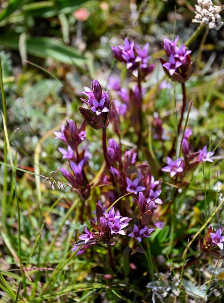 Image of Gentianella turkestanorum specimen.