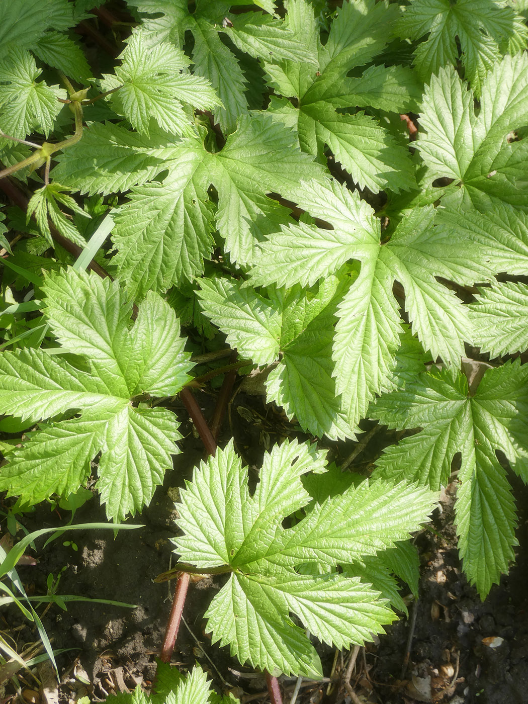 Изображение особи Humulus lupulus.