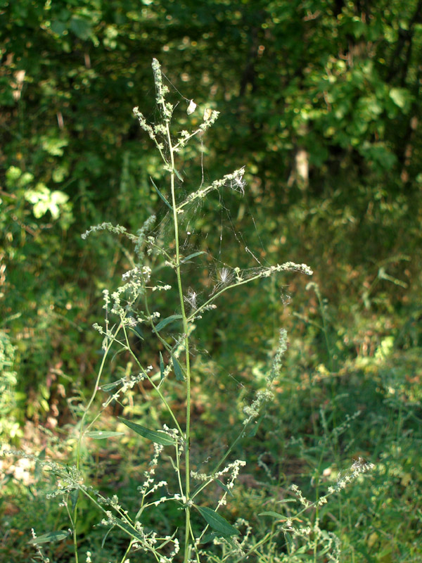 Изображение особи Atriplex patula.