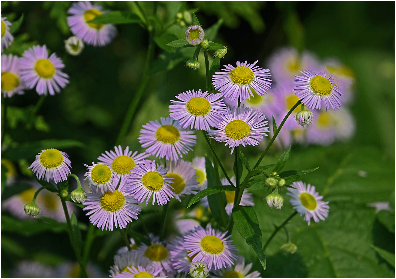 Image of Erigeron annuus ssp. lilacinus specimen.