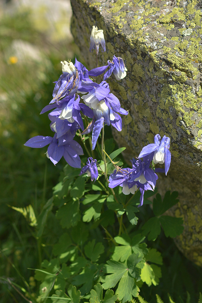Изображение особи Aquilegia olympica.