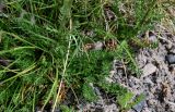 Richteria pyrethroides