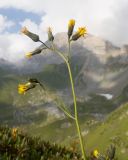 genus Hieracium. Верхушка растения с соцветиями. Карачаево-Черкесия, Урупский р-н, хр. Загедан, Загеданские озёра, ≈ 2600 м н.у.м., морена, альпийский луг. 08.08.2023.