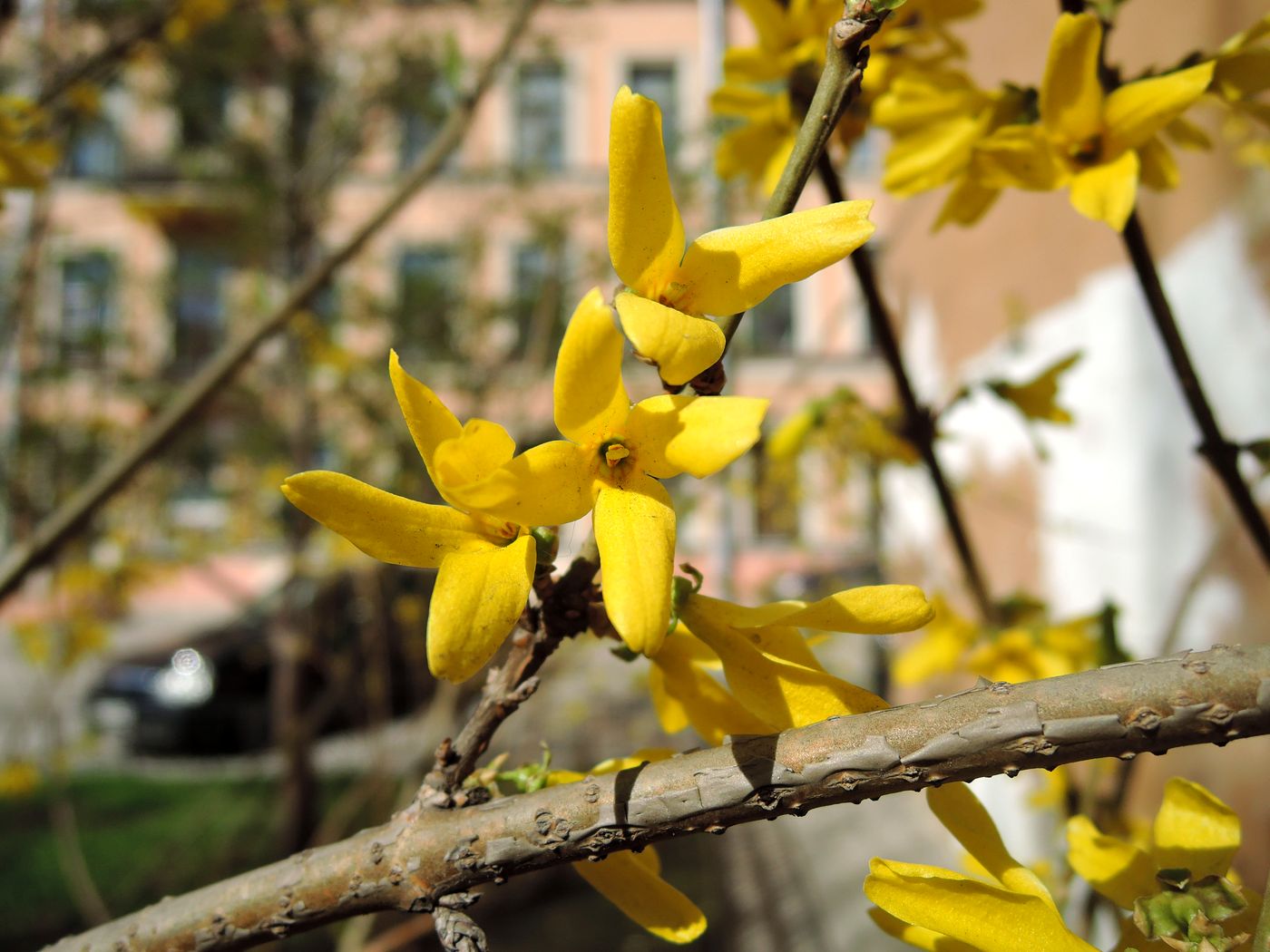 Изображение особи Forsythia × intermedia.