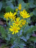 Senecio jacobaea