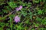 Dianthus superbus