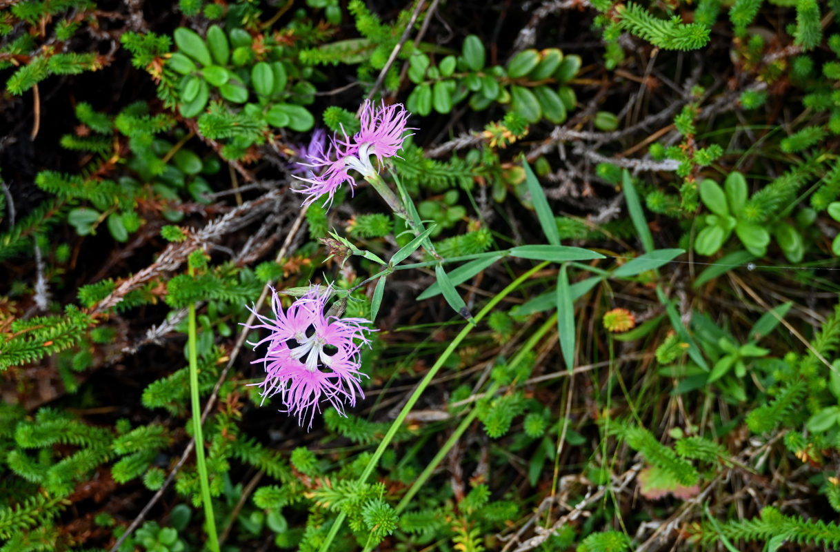 Изображение особи Dianthus superbus.