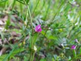 Vicia sativa