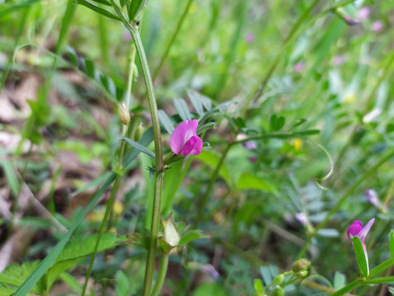 Image of Vicia sativa specimen.