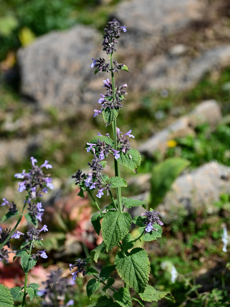 Image of Nepeta formosa specimen.