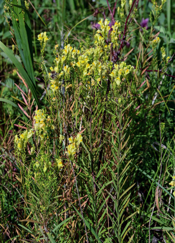 Изображение особи Linaria vulgaris.