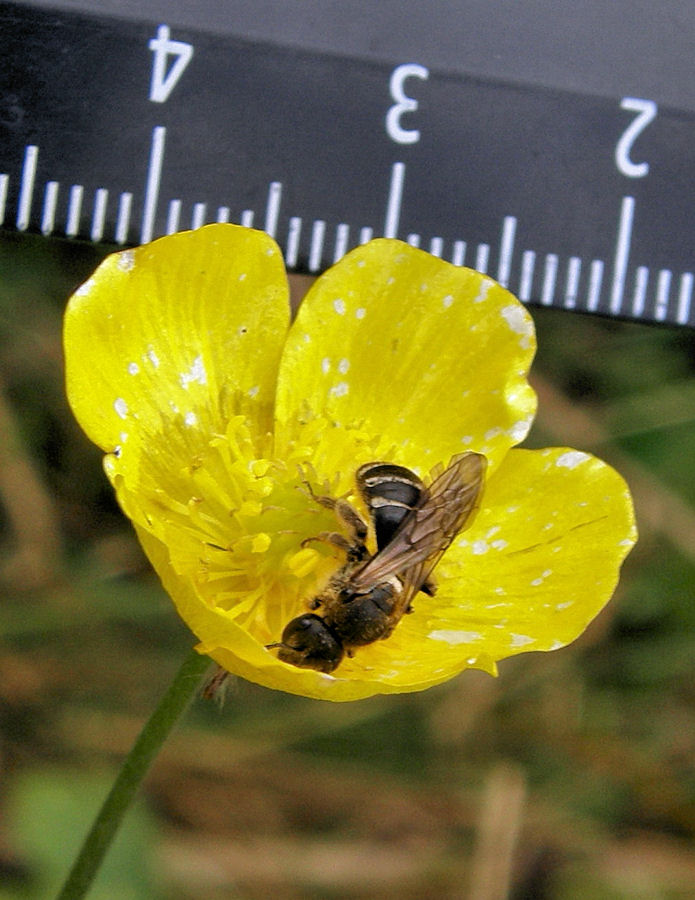 Изображение особи Ranunculus propinquus.