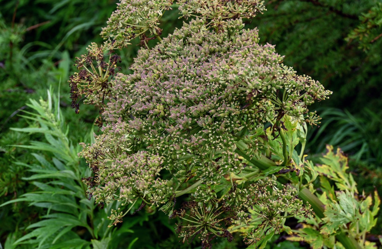 Image of Pleurospermum uralense specimen.