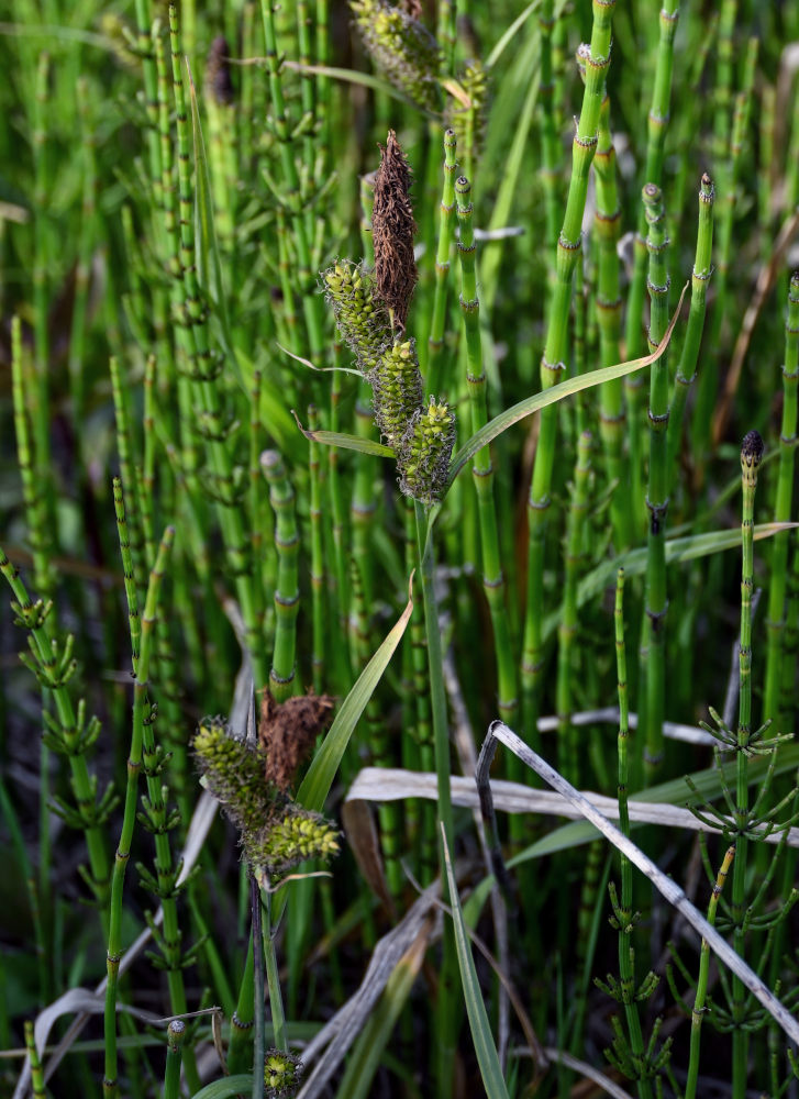 Изображение особи род Carex.