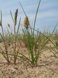 Carex physodes. Цветущее растение в сообществе с Poa bulbosa. Южный Казахстан, Жамбылская обл., Жамбылский р-н, 4 км к северу от с. Каракемер, Талас-Ассинское междуречье, пески. 13 апреля 2024 г.