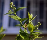 genus Philadelphus