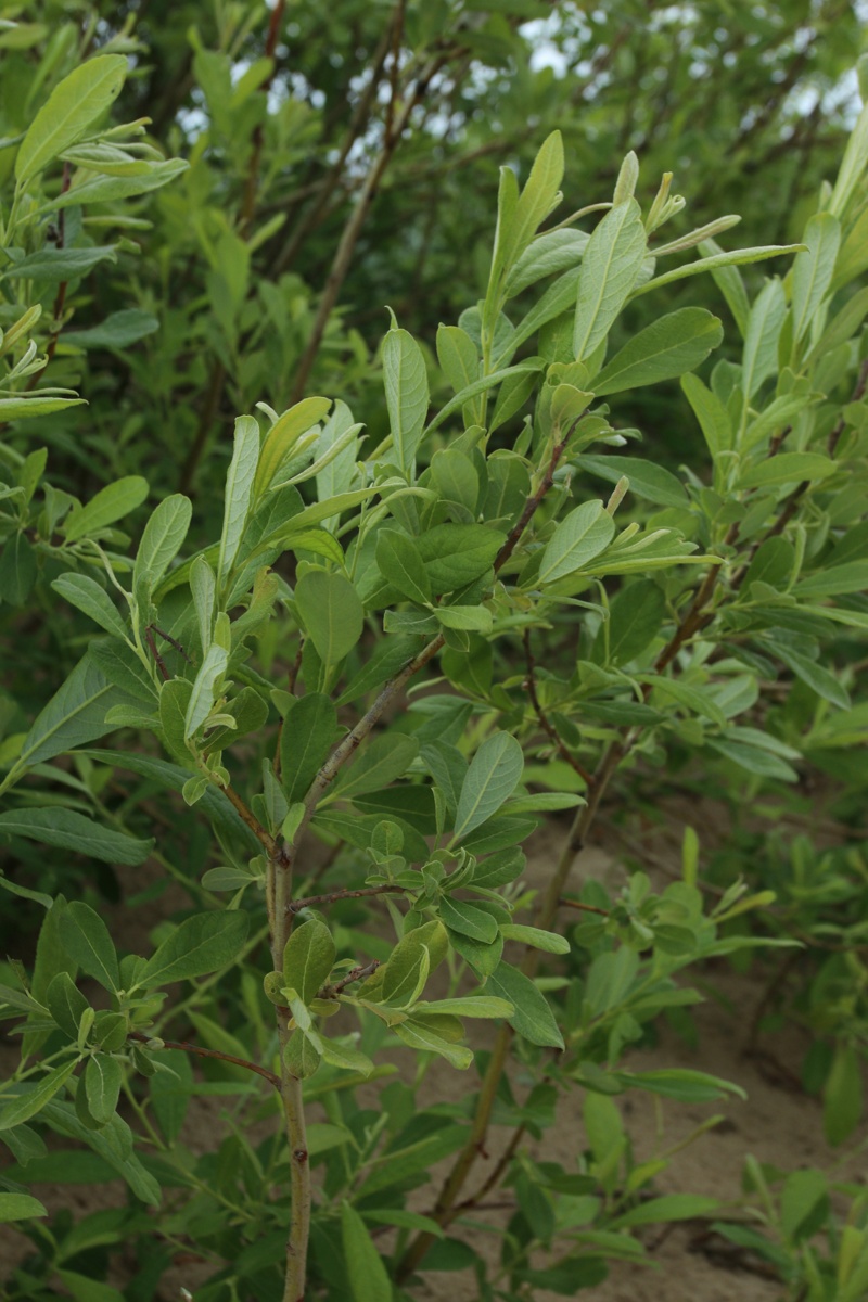Изображение особи Salix cinerea.
