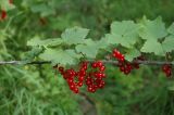 Ribes glabrum. Ветвь растения с плодами. Республика Саха (Якутия), близ села Томтор. 27.07.2006.