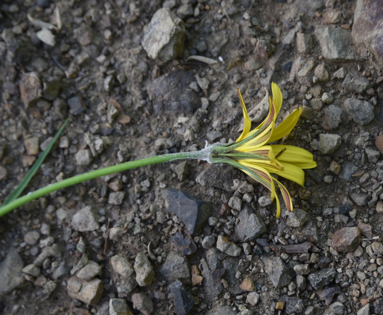 Изображение особи Tragopogon reticulatus.