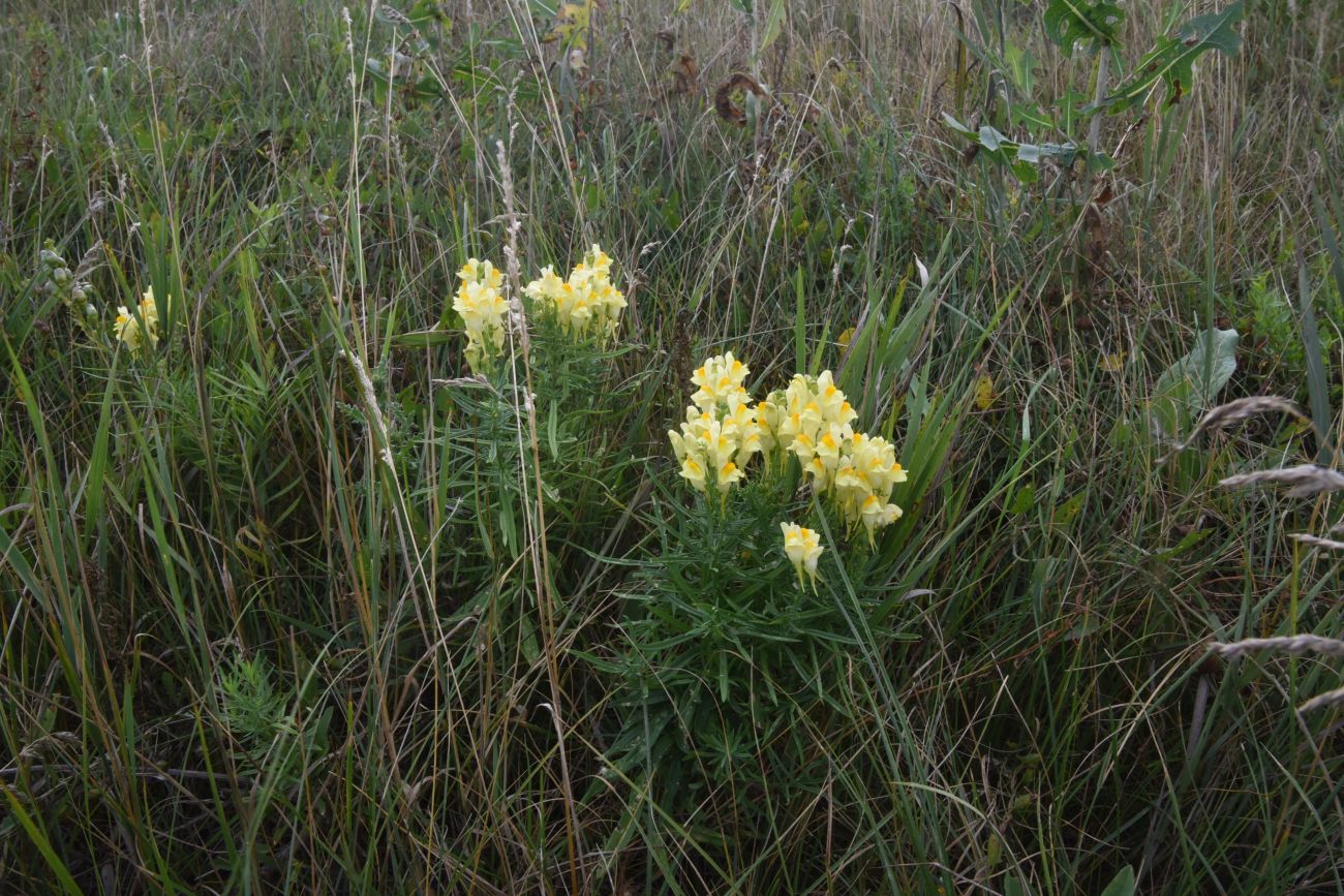 Image of Linaria vulgaris specimen.
