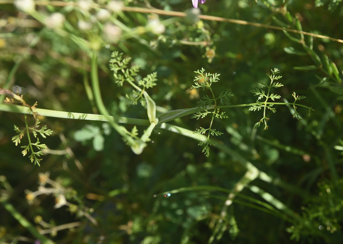 Изображение особи семейство Apiaceae.