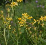 род Senecio