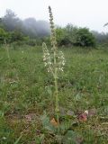 Salvia austriaca