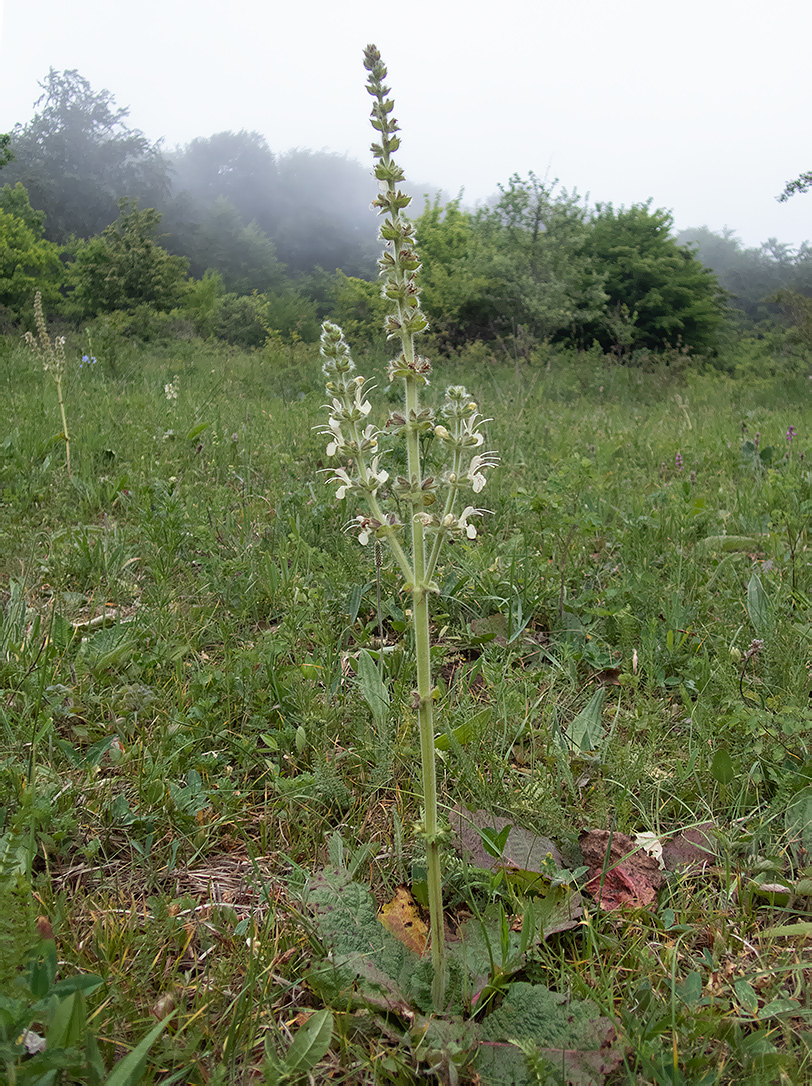 Image of Salvia austriaca specimen.