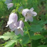 Campanula praealta