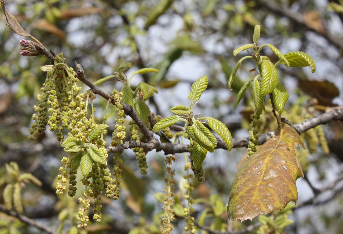 Изображение особи Quercus ithaburensis.