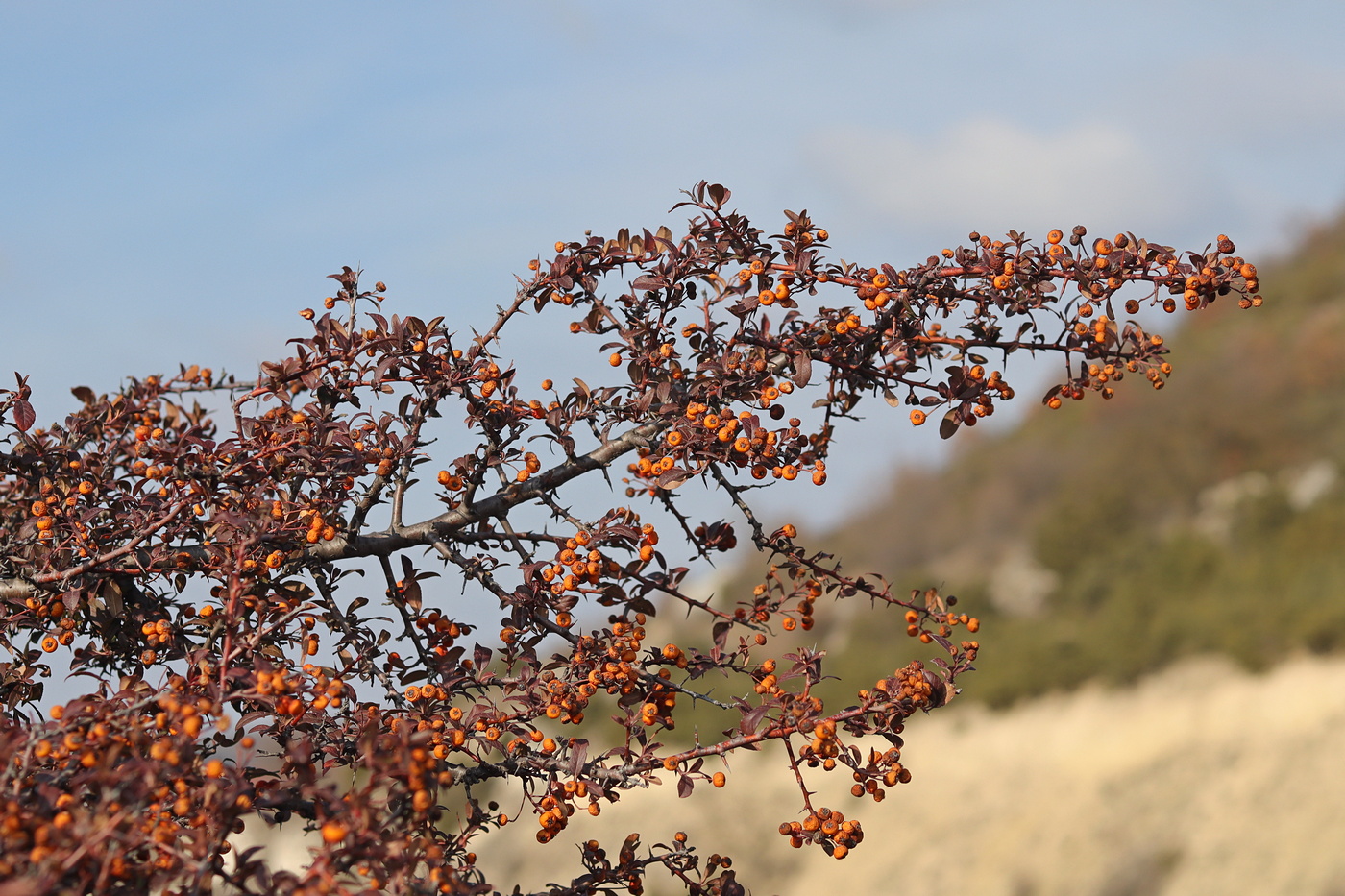 Image of Pyracantha coccinea specimen.